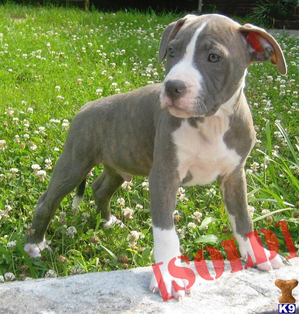 UKC / ADBA Blue Pitbull Puppies-Male 3 Reduced due to age